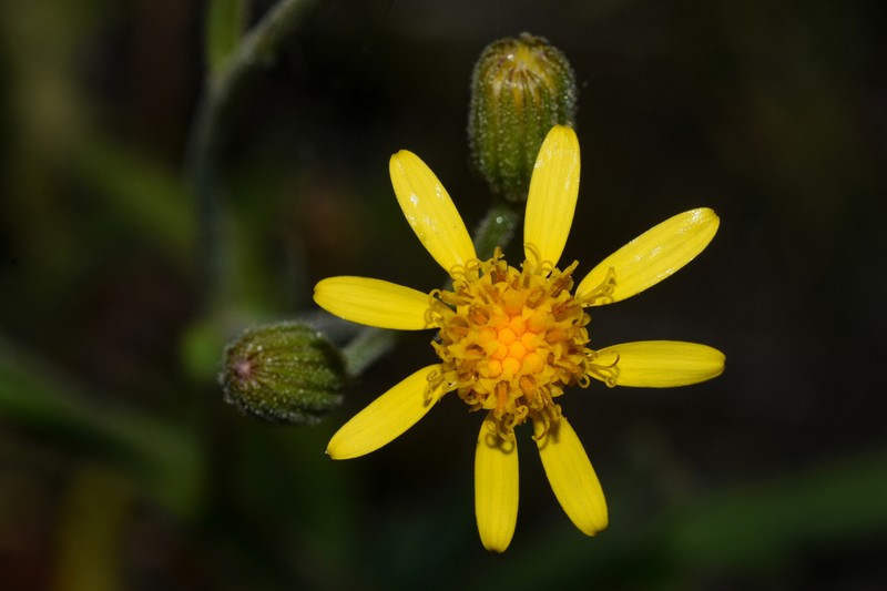 Senecio saltensis