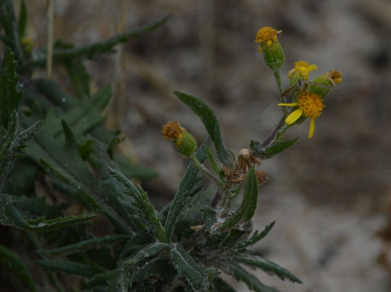 Senecio saltensis photo 2