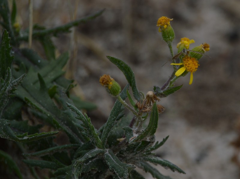 Senecio saltensis photo 3
