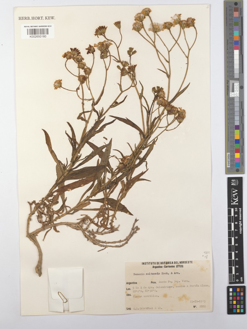 Senecio saltensis photo 4