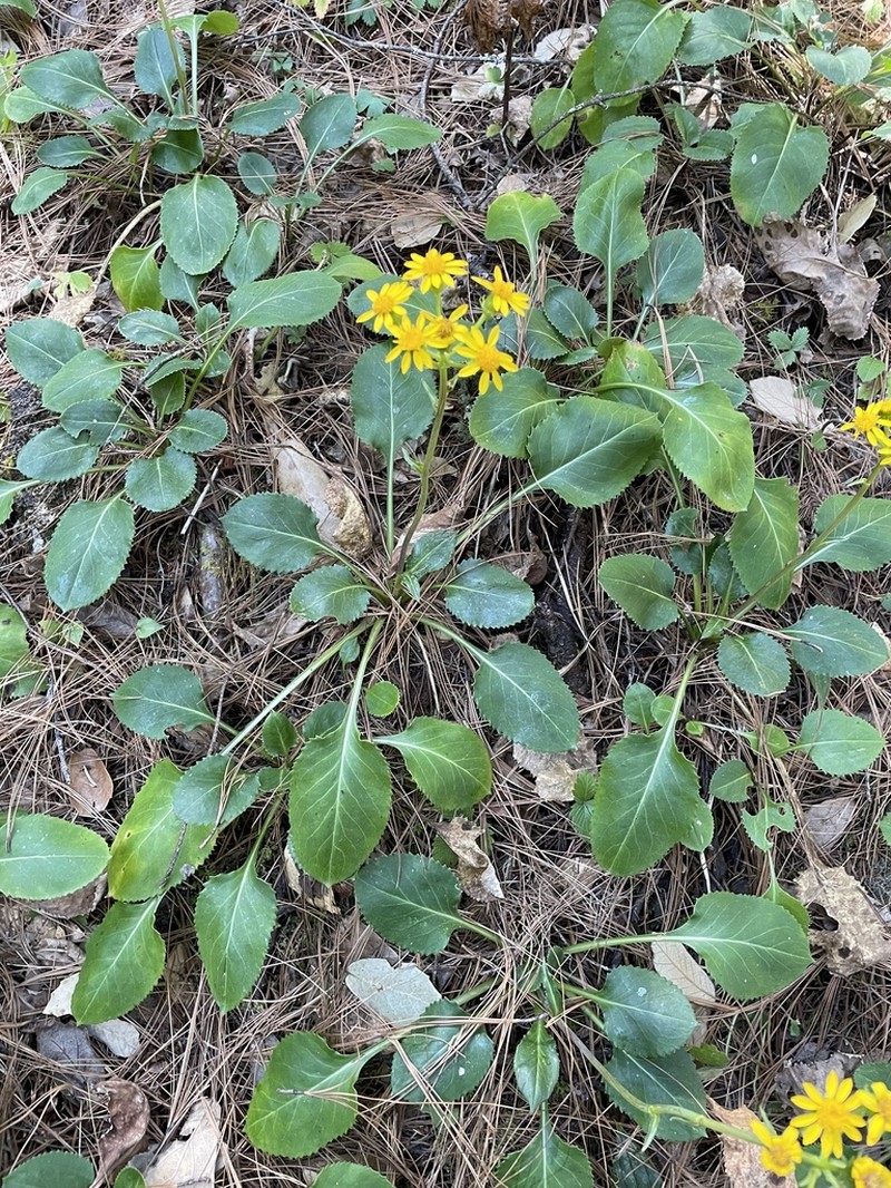 Senecio sandersianus photo 2