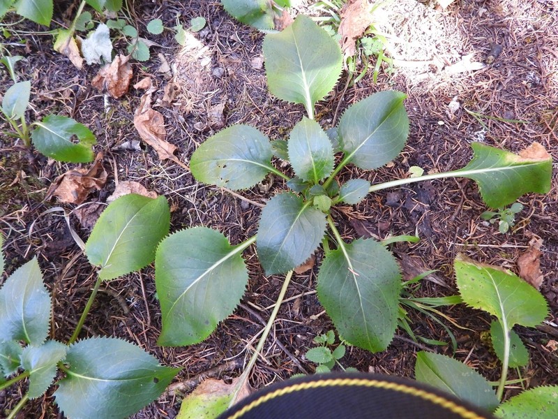 Senecio sandersianus photo 3