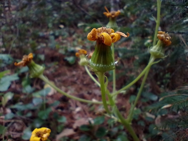 Senecio sandersianus photo 4