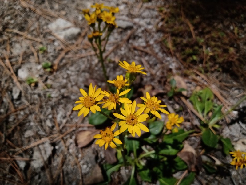 Senecio sandersianus photo 6