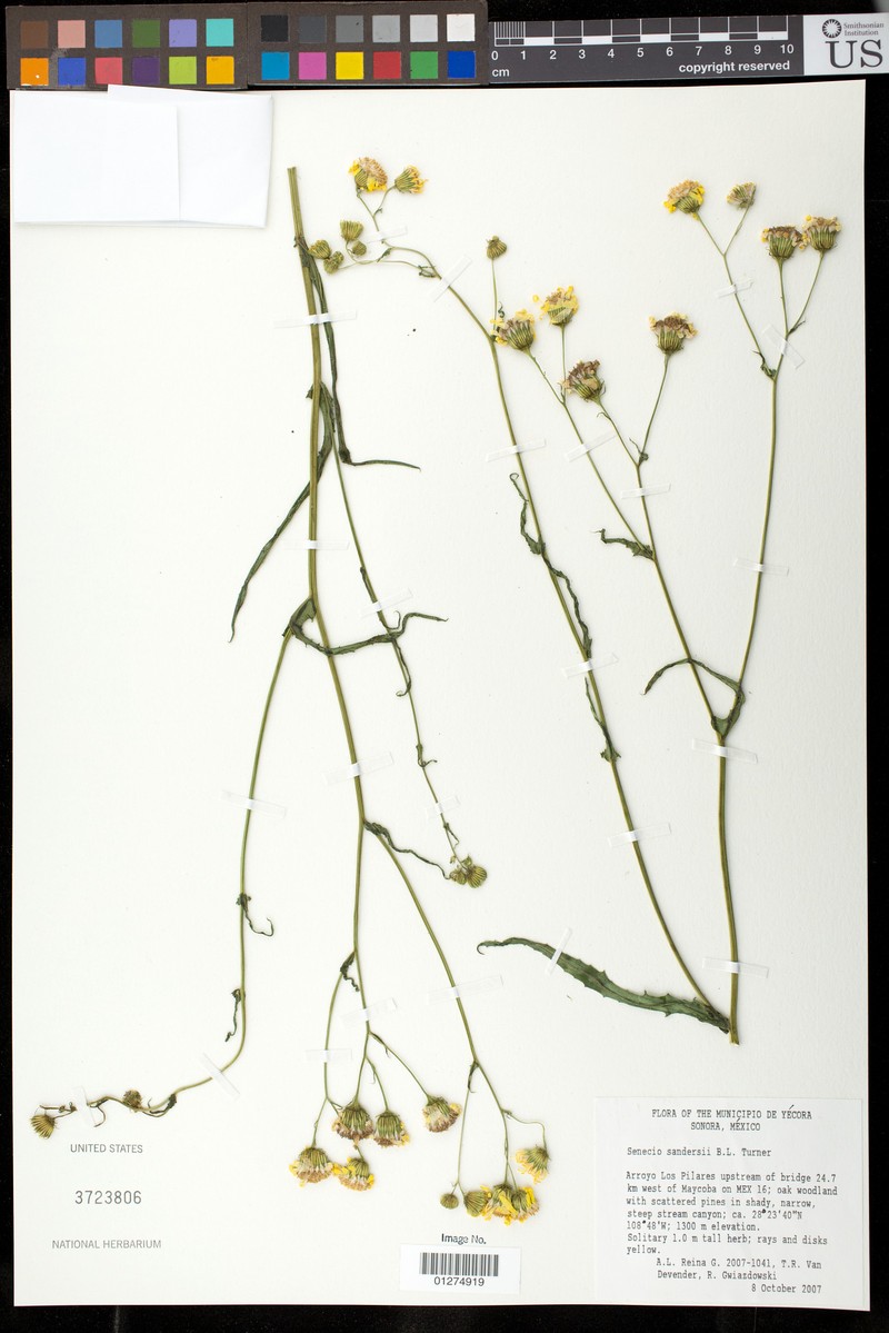 Senecio sandersii