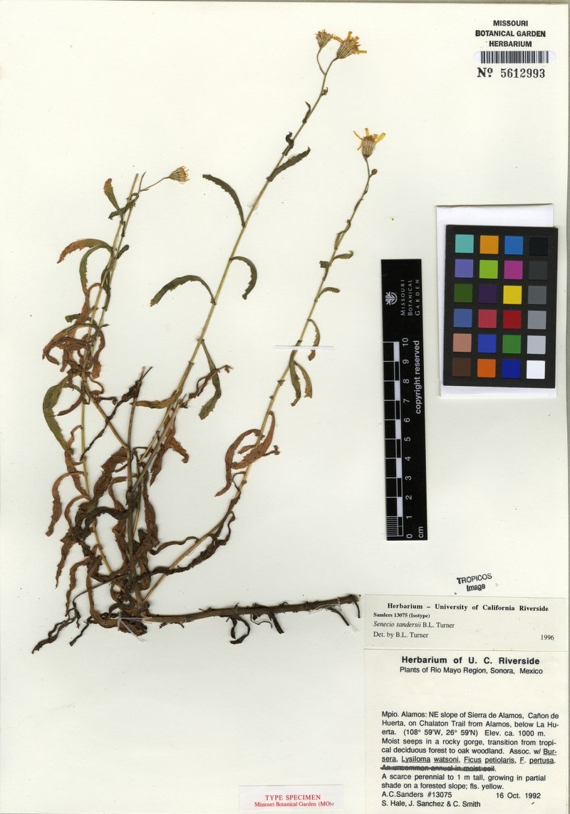 Senecio sandersii photo 2