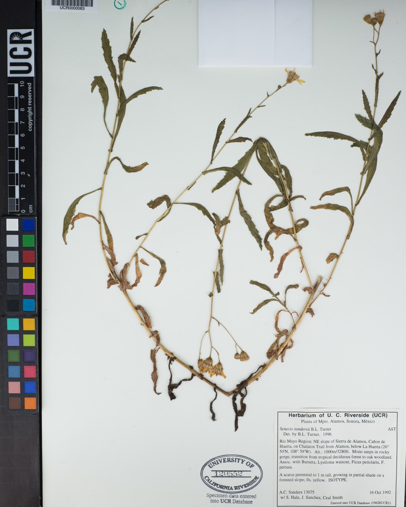 Senecio sandersii photo 3