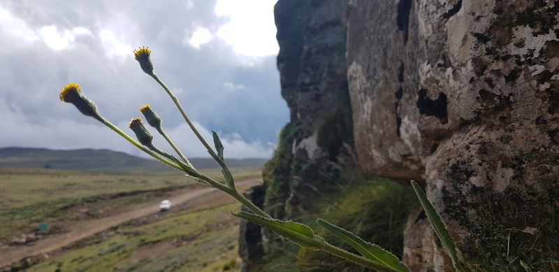 Senecio saniensis