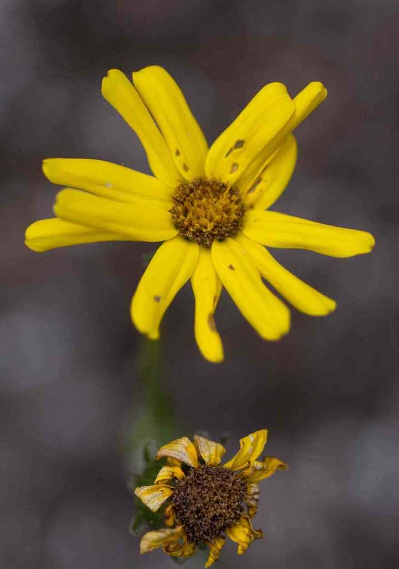 Senecio saniensis photo 2