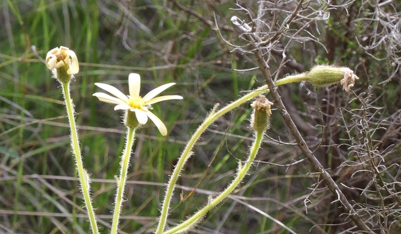 Senecio saniensis photo 3