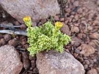 Senecio santelicis