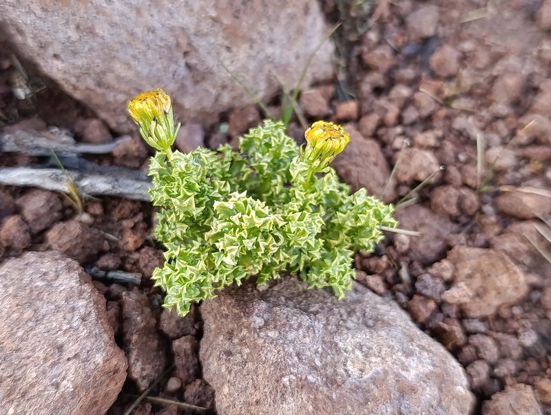 Senecio santelicis