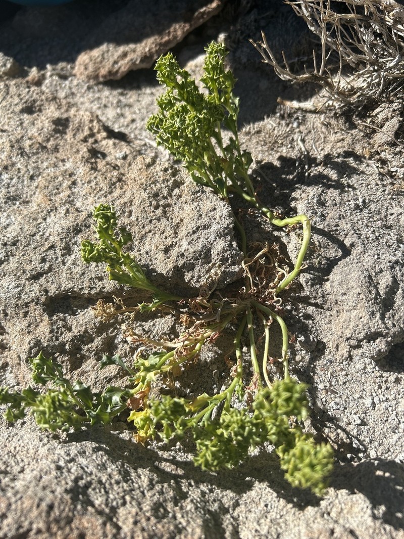 Senecio santelicis photo 2