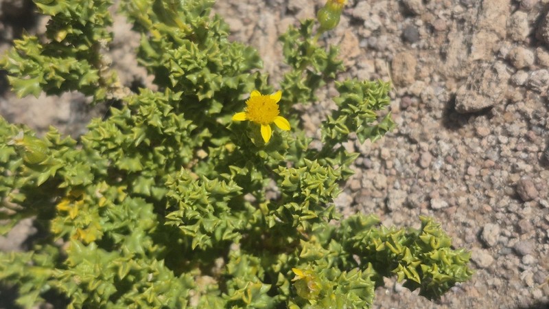 Senecio santelicis photo 3