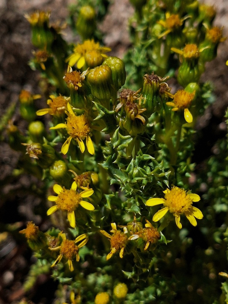 Senecio santelicis photo 4