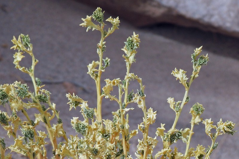 Senecio santelicis photo 5