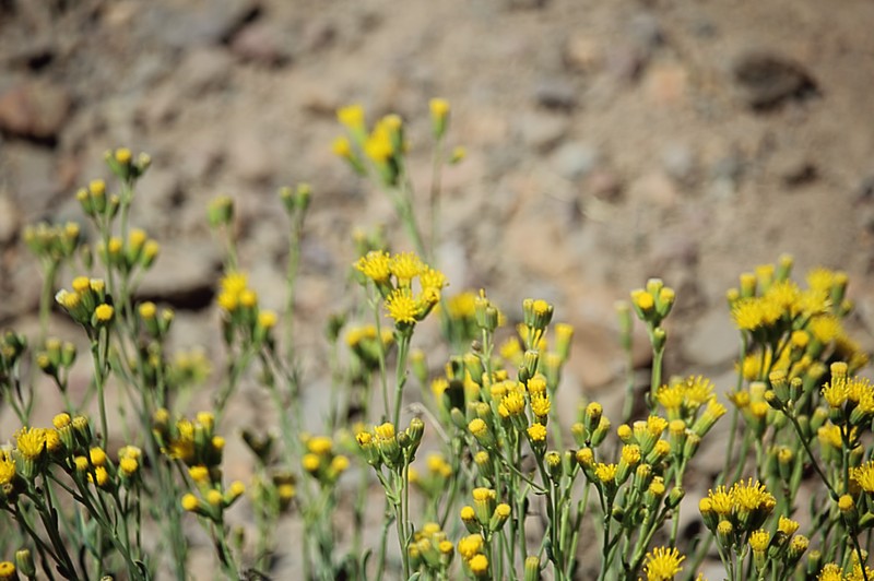 Senecio santiagoensis
