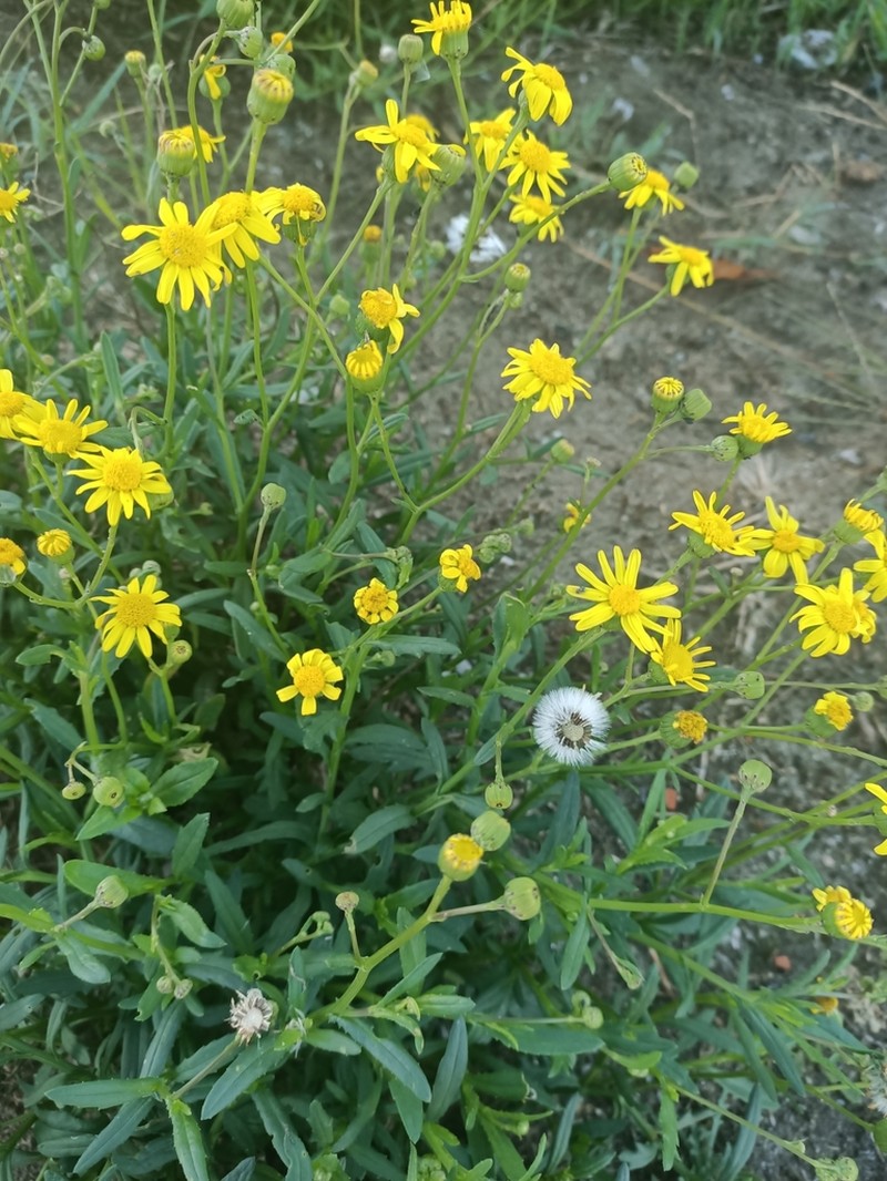 Senecio santiagoensis photo 2