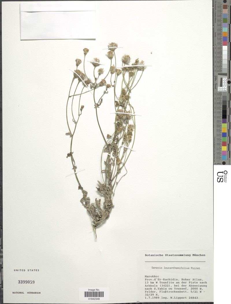 Senecio santiagoensis photo 3