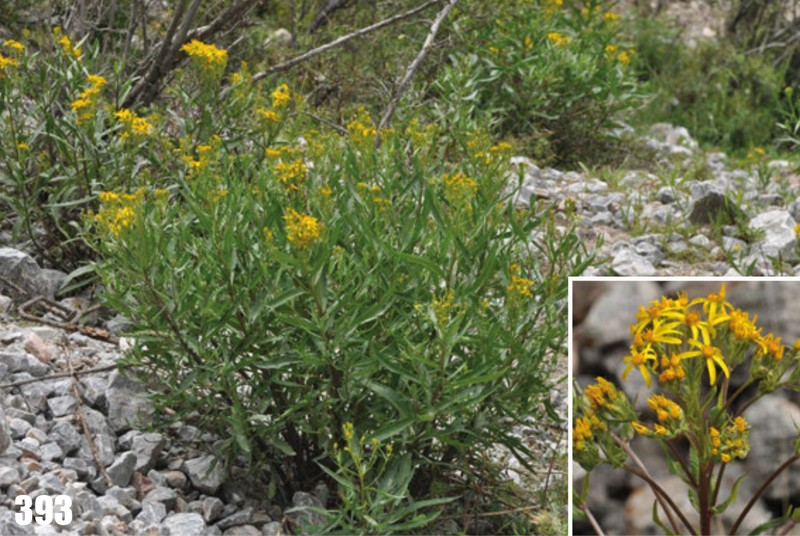 Senecio saposhnikovii