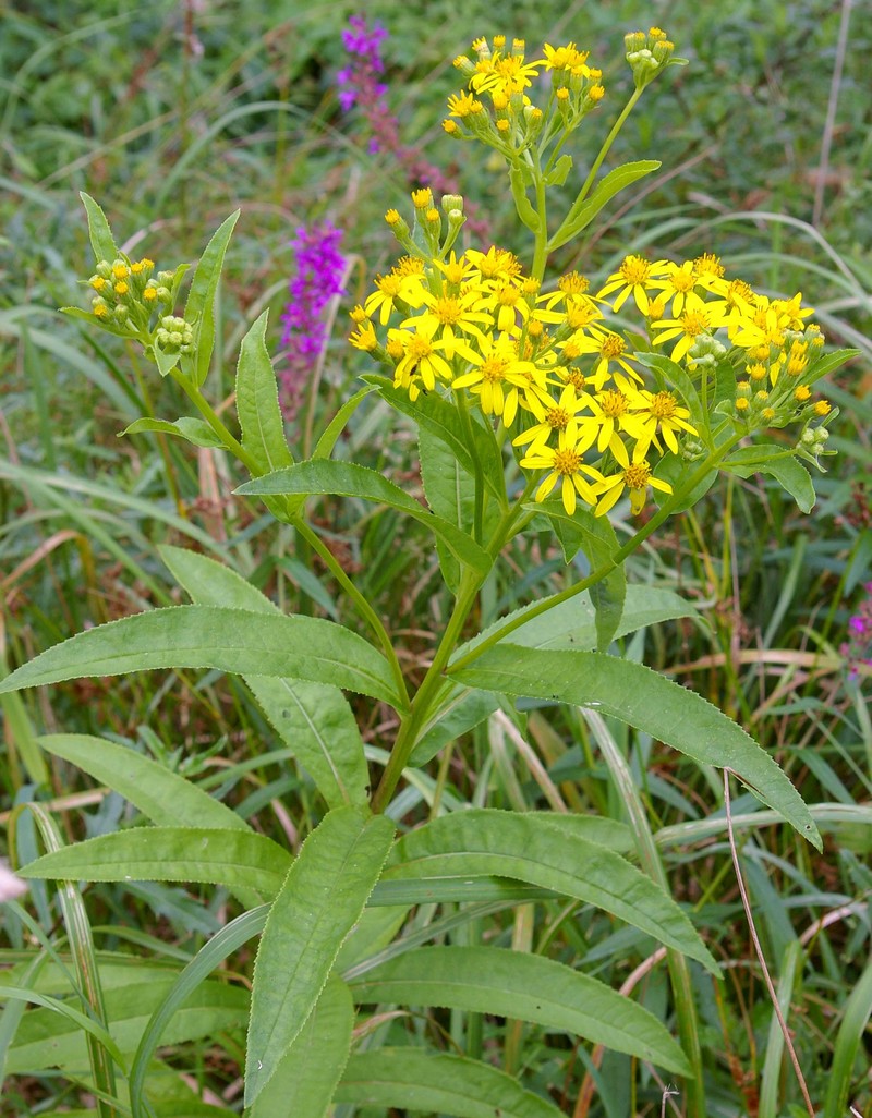 Senecio sarracenicus