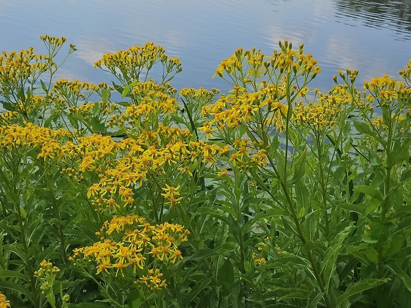Senecio sarracenicus photo 2