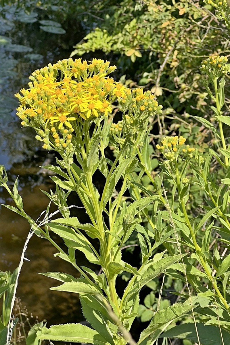 Senecio sarracenicus photo 3