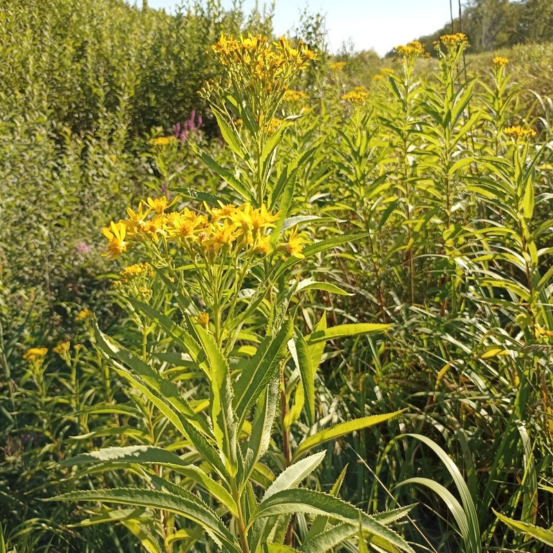 Senecio sarracenicus photo 4