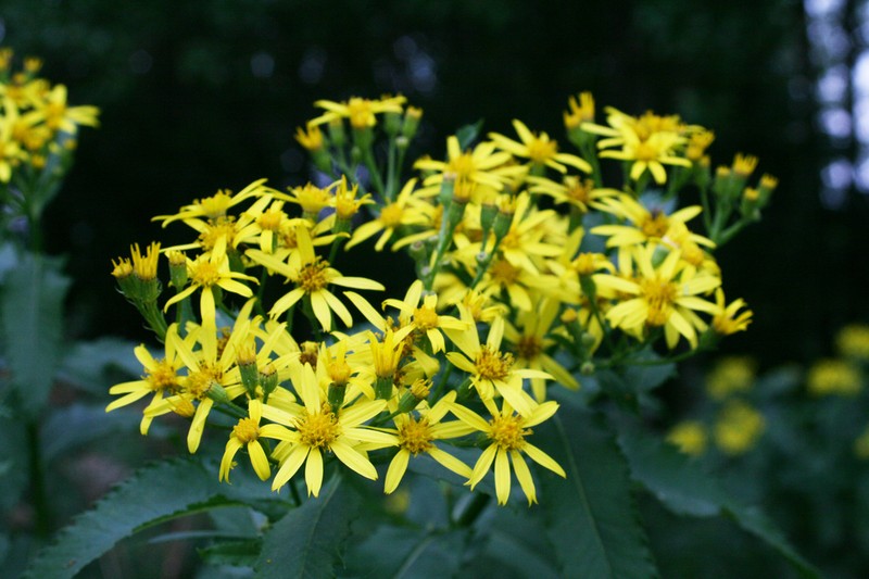 Senecio sarracenicus photo 6