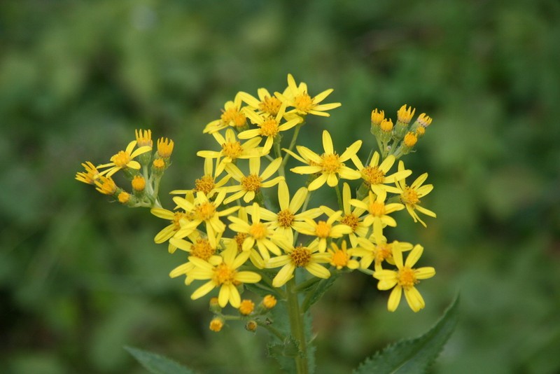 Senecio sarracenicus photo 7