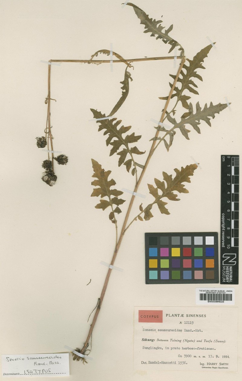 Senecio saussureoides