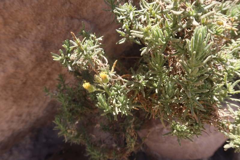 Senecio saxicola