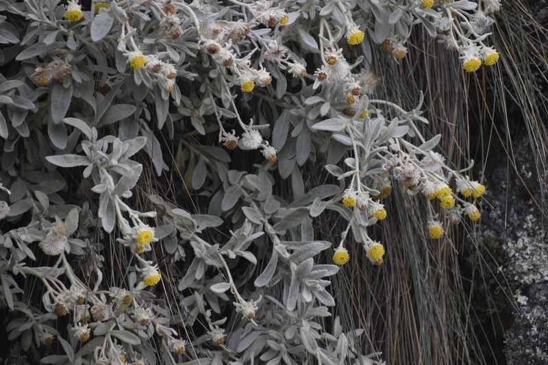 Senecio saxipunae