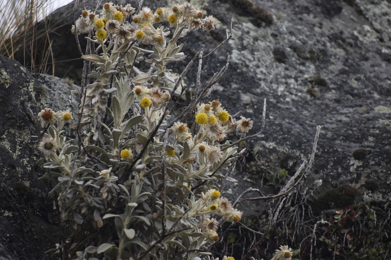 Senecio saxipunae photo 2