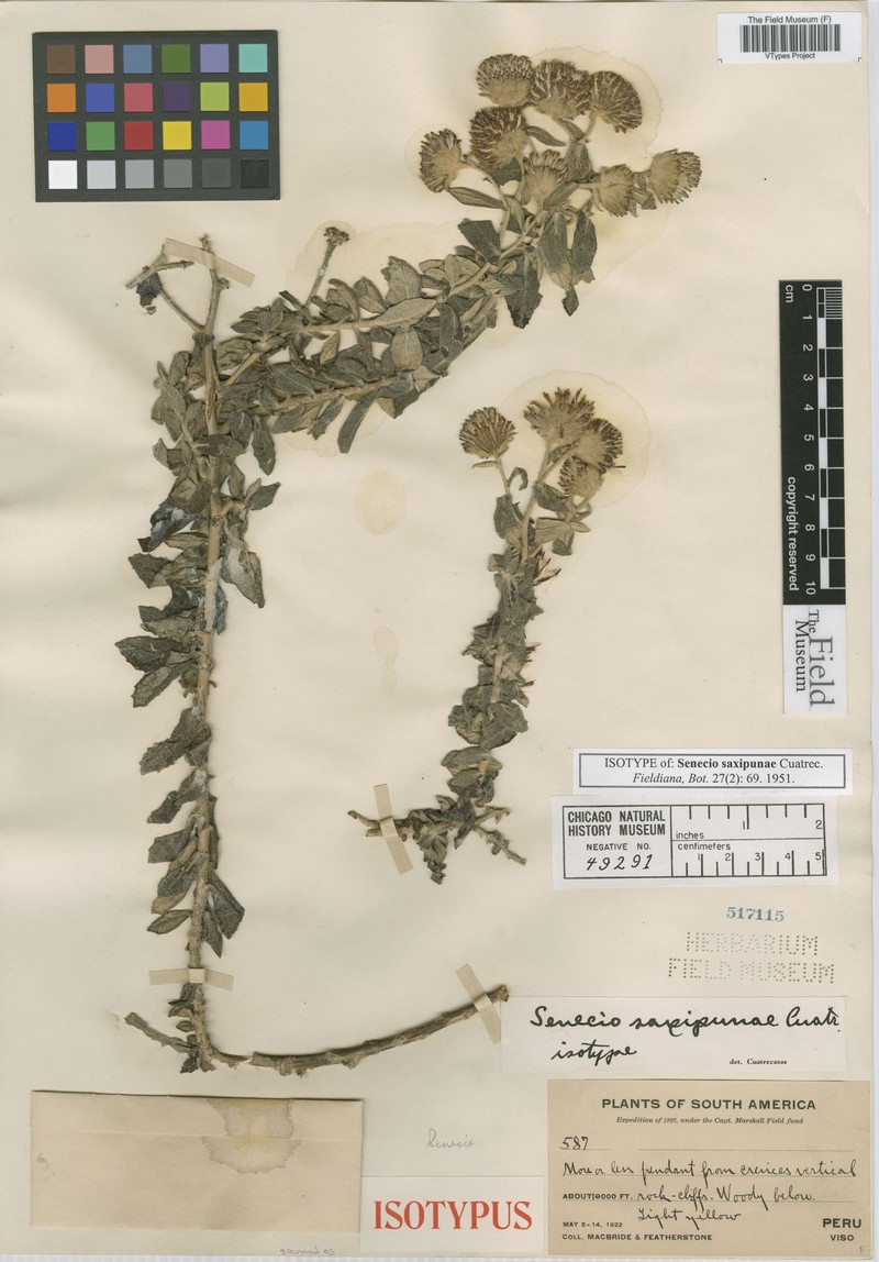 Senecio saxipunae photo 3