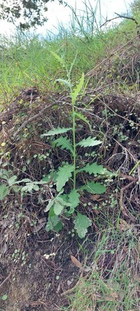 Senecio scaberulus