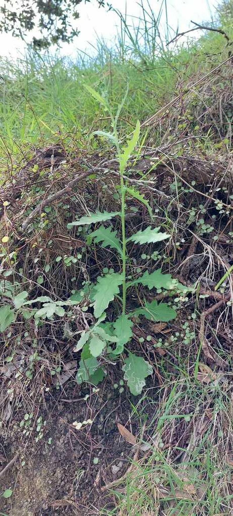 Senecio scaberulus