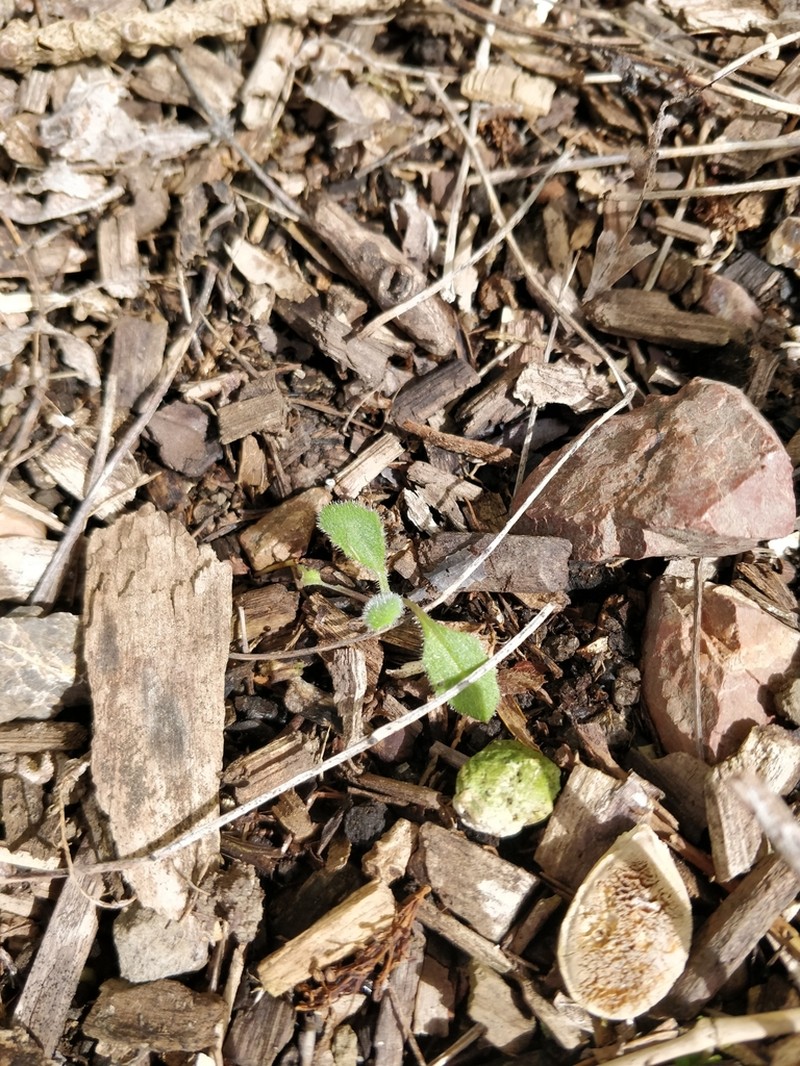Senecio scaberulus photo 2