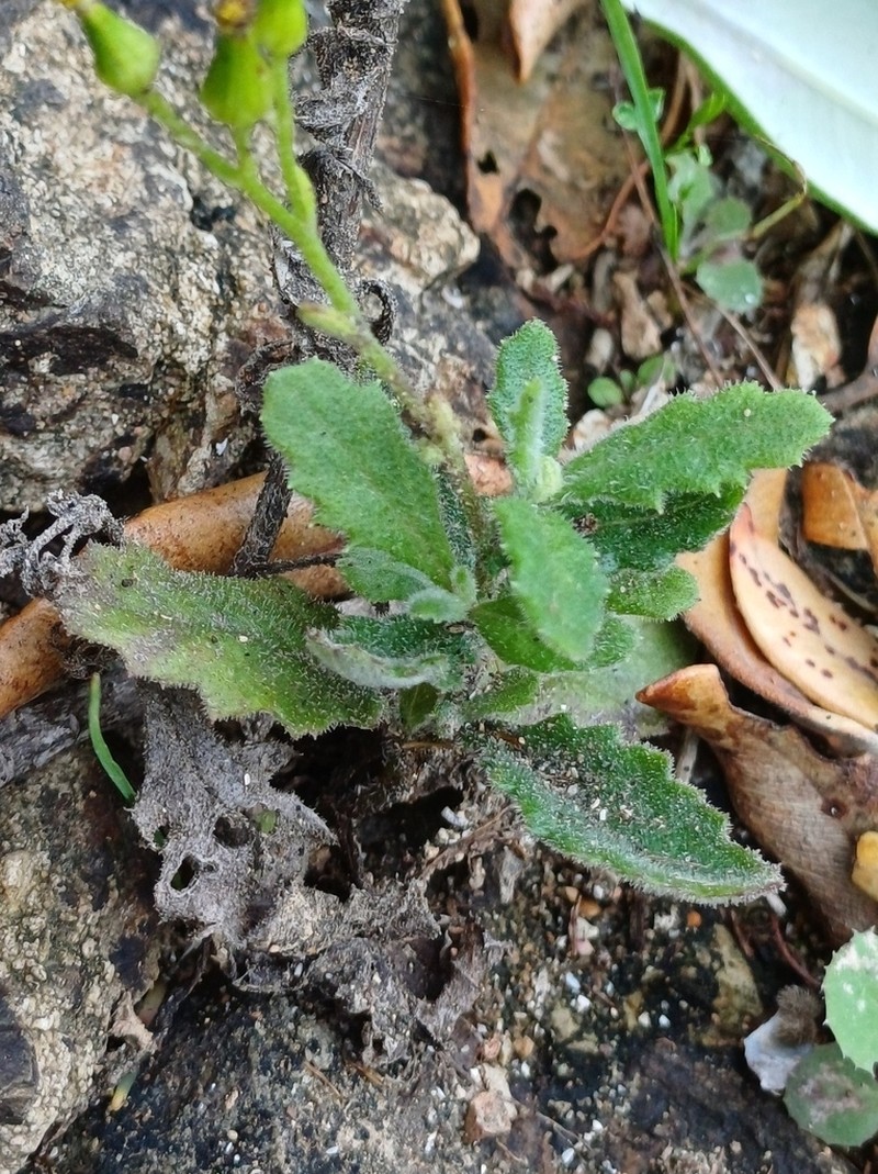 Senecio scaberulus photo 3