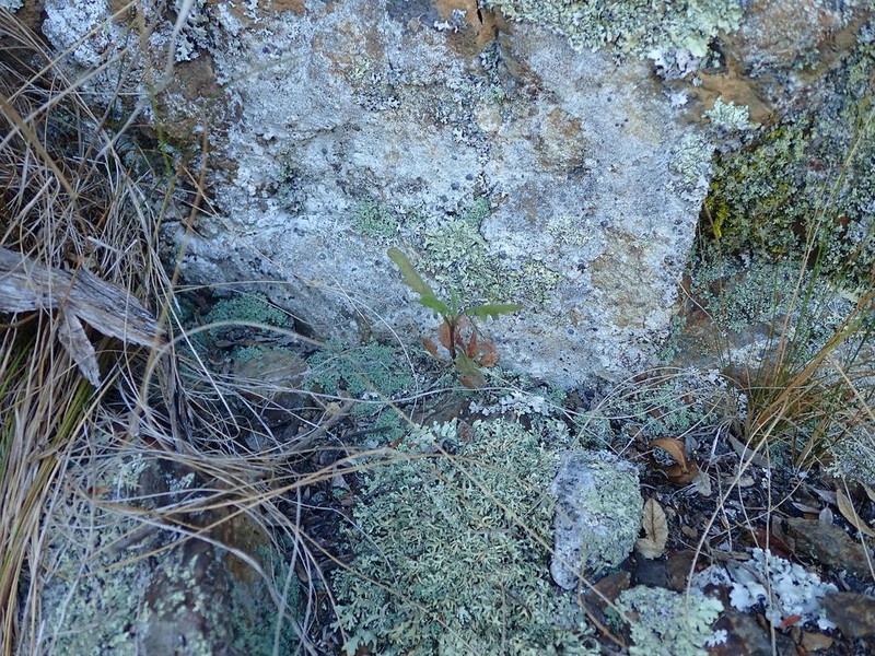 Senecio scaberulus photo 4