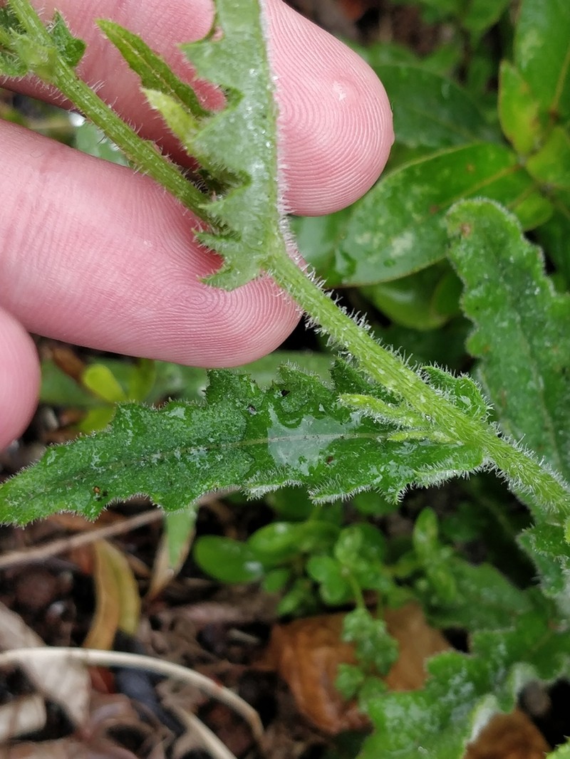 Senecio scaberulus photo 5
