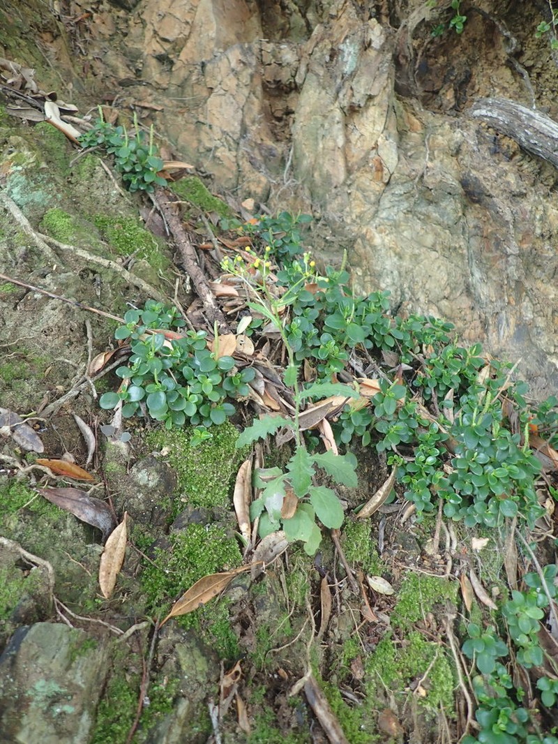 Senecio scaberulus photo 6