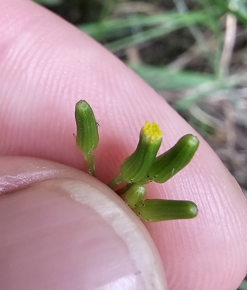 Senecio scaberulus photo 7