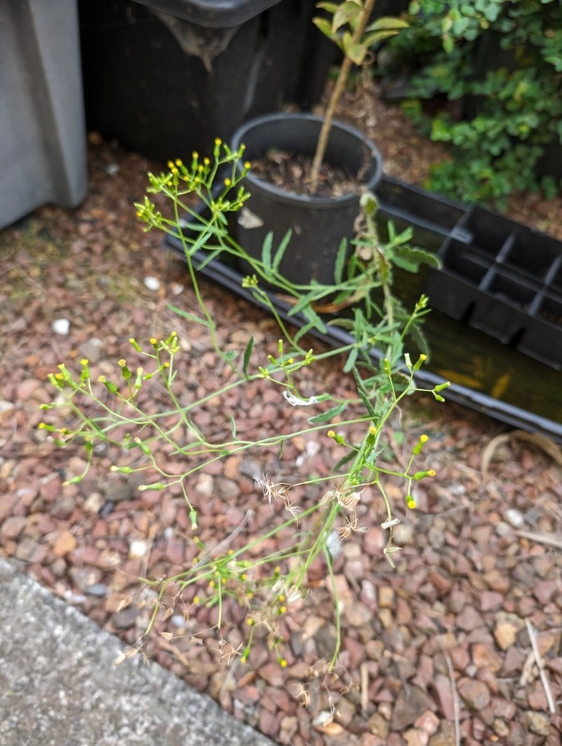 Senecio scaberulus photo 8