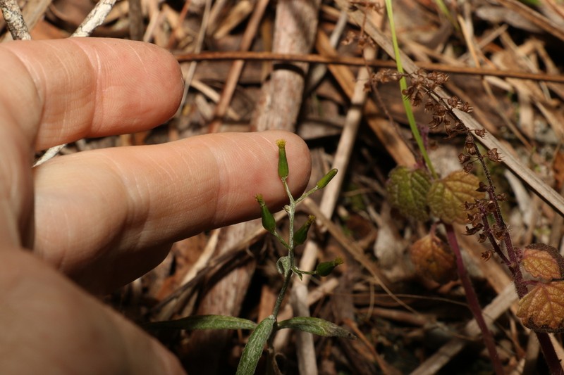Senecio scabrellus