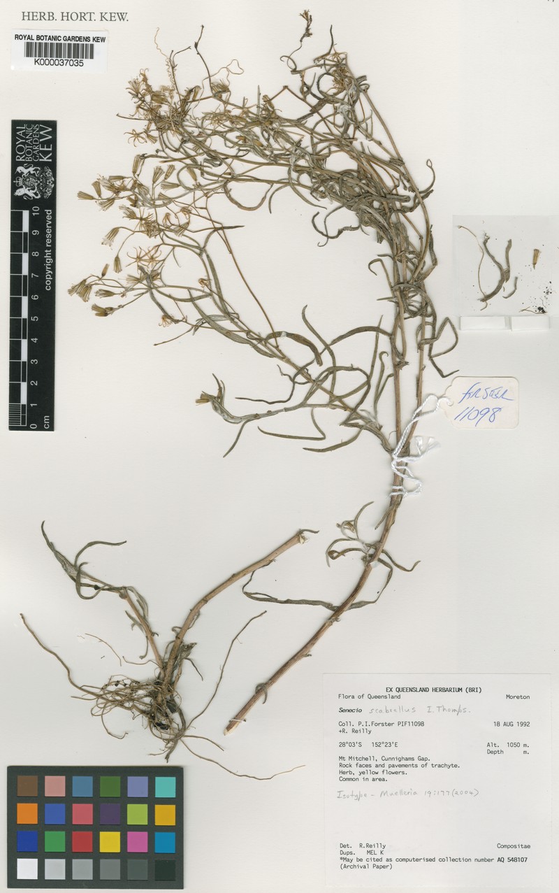 Senecio scabrellus photo 2