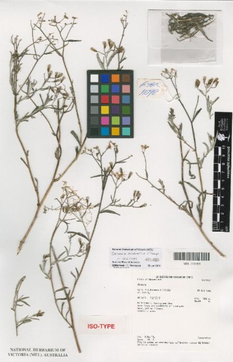 Senecio scabrellus photo 3