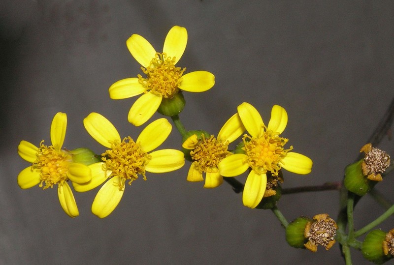 Senecio scandens photo 2