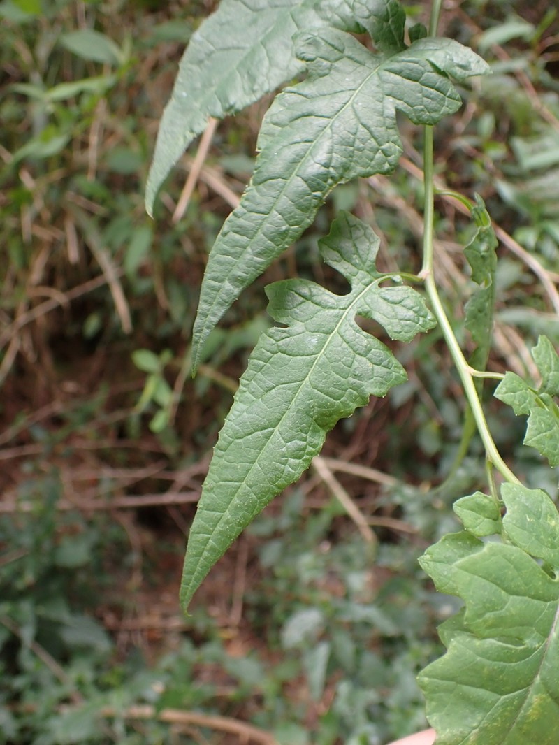 Senecio scandens photo 3