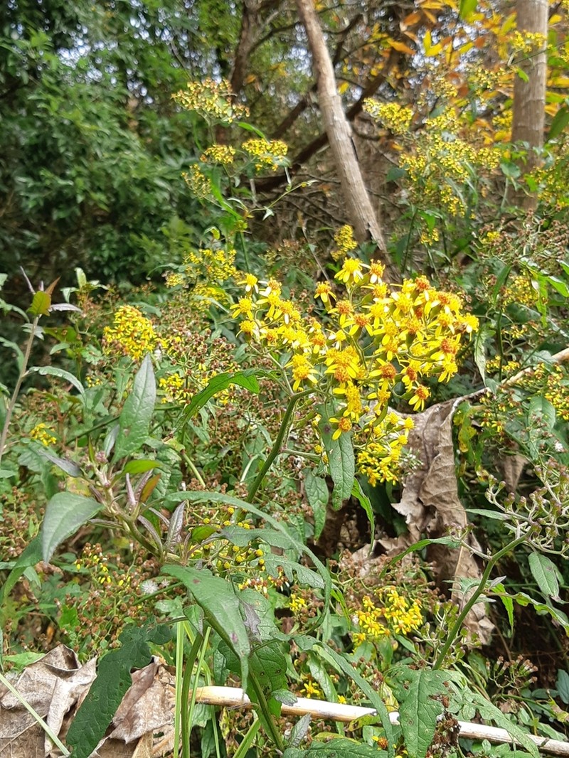 Senecio scandens photo 4